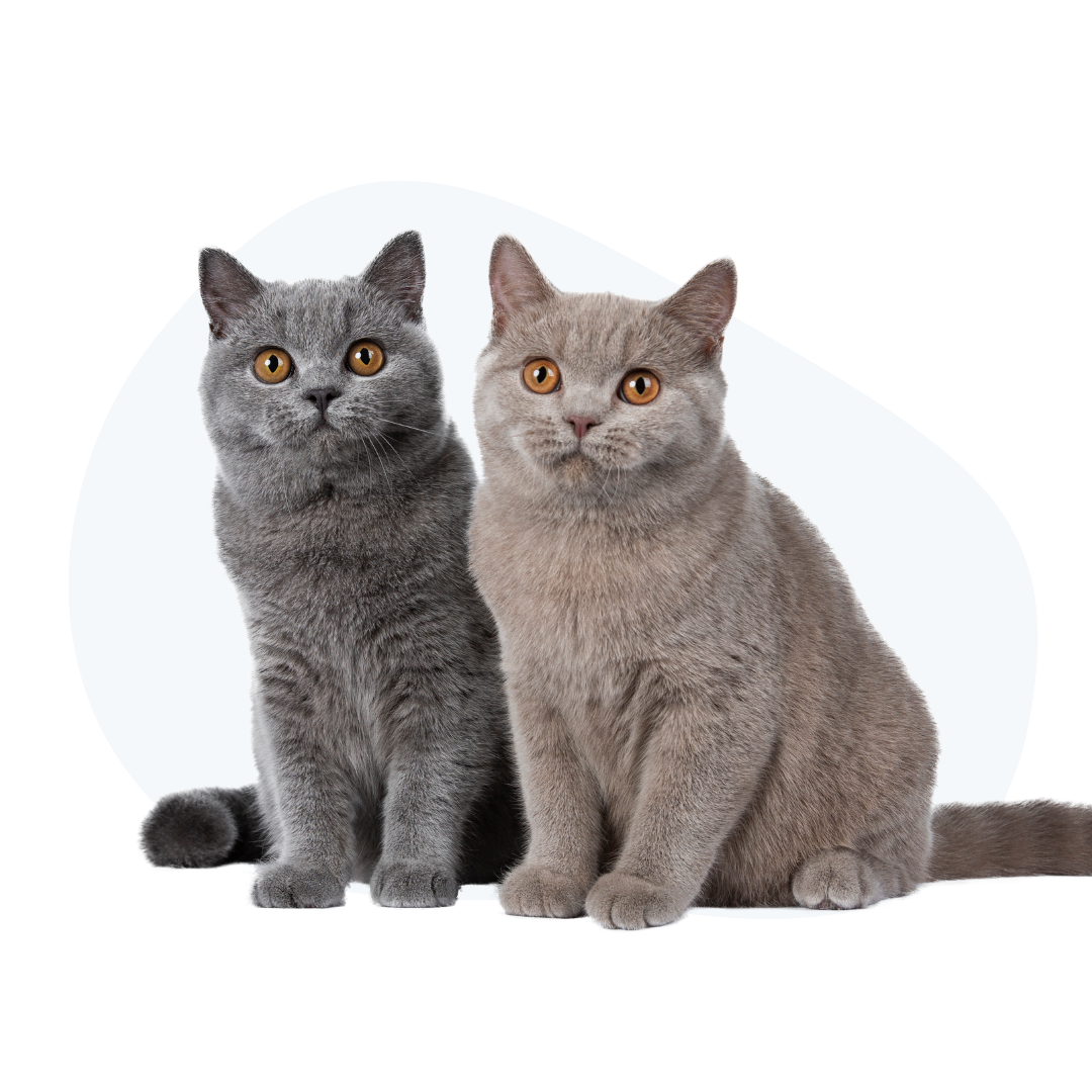 about - two grey cats