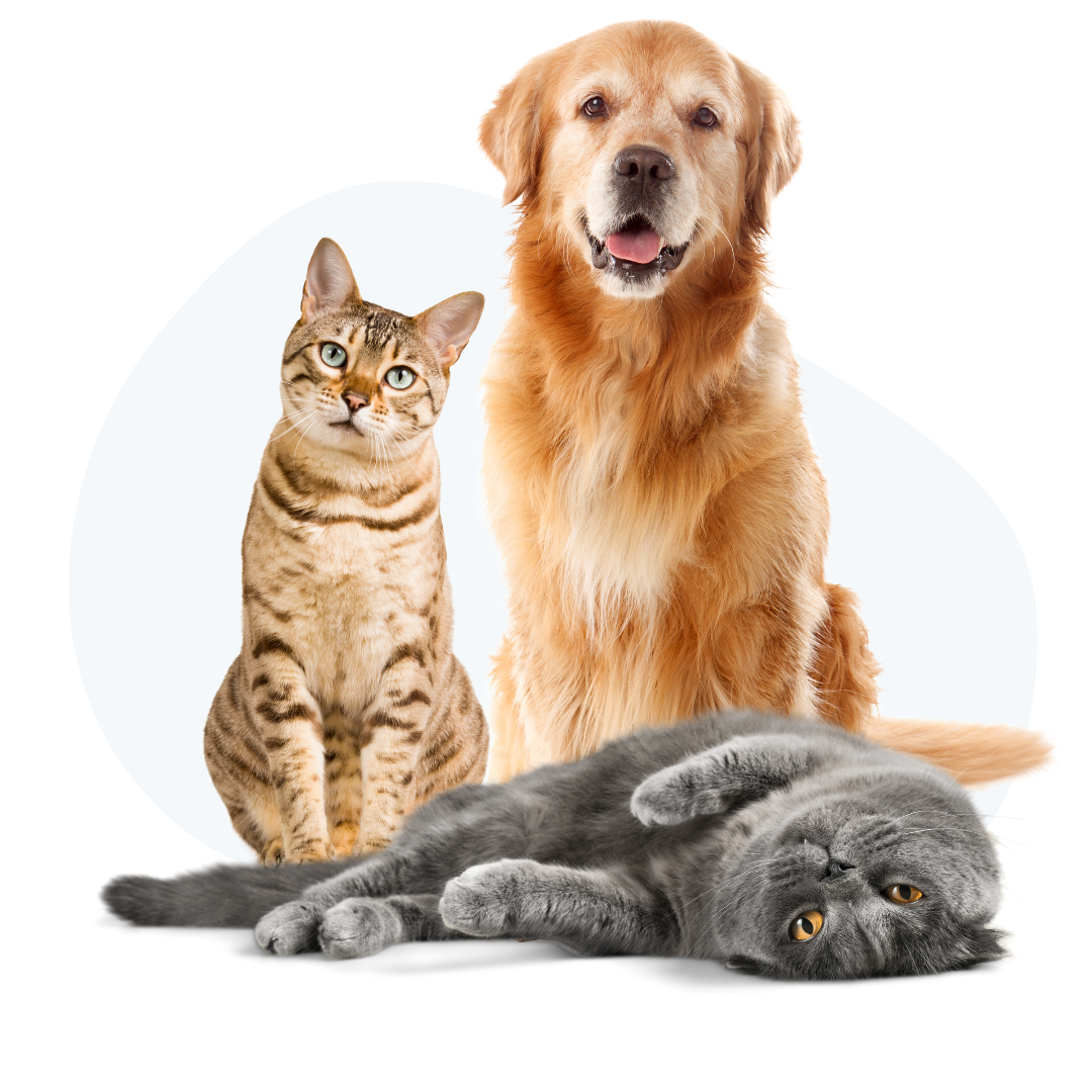 Pet Cold Laser Therapy In Sanford Winter Park FL CCPH
