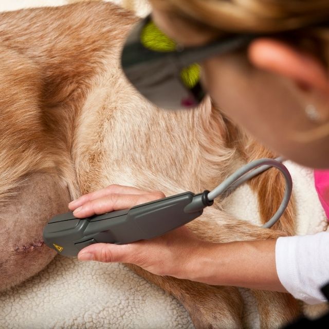 pet cold laser therapy