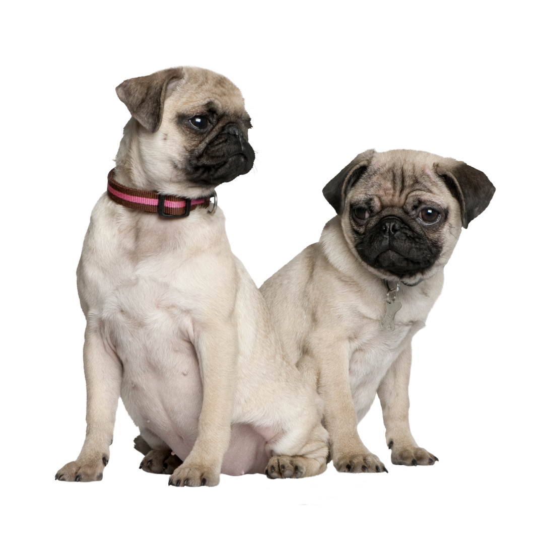 Team page - two Pugs