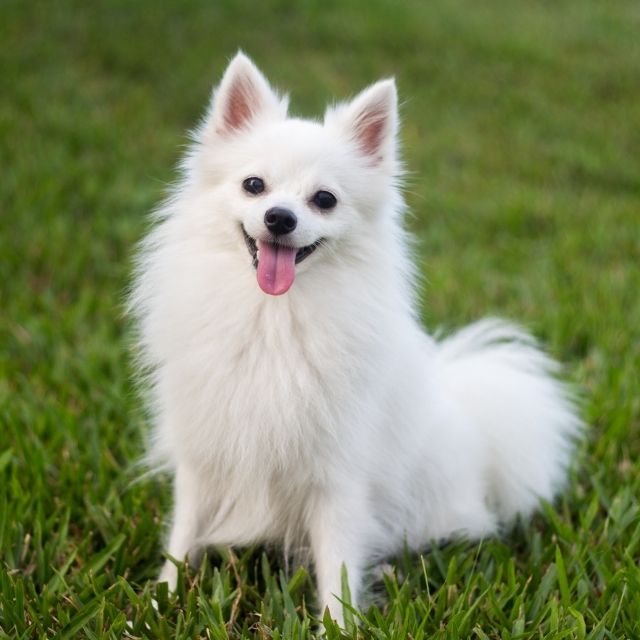 parasite prevention - white little dog