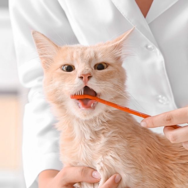 pet dentistry - cat brushing his teeth
