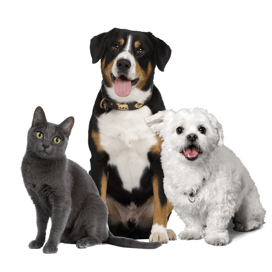 pet surgery - cat and dogs