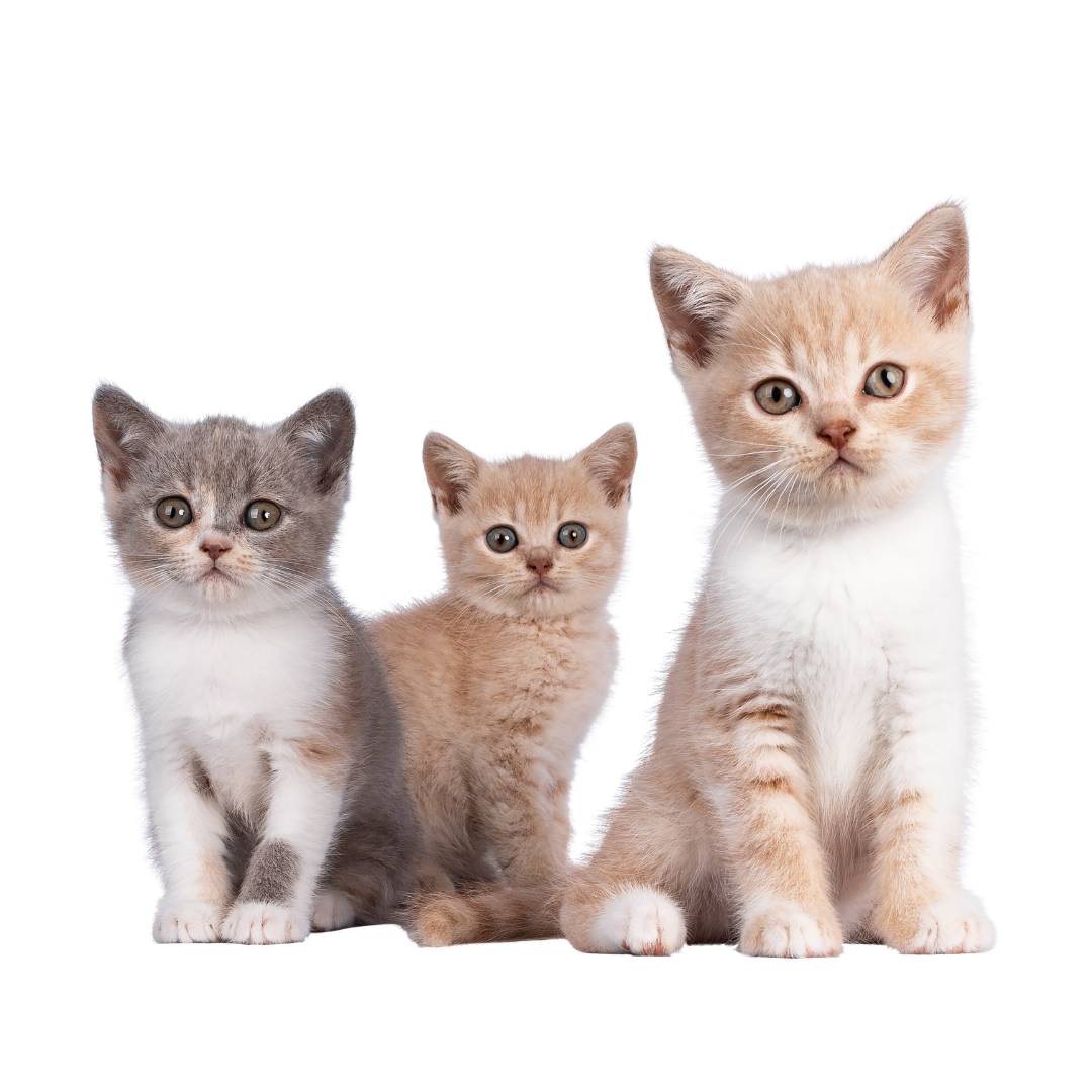 pet wellness - kittens