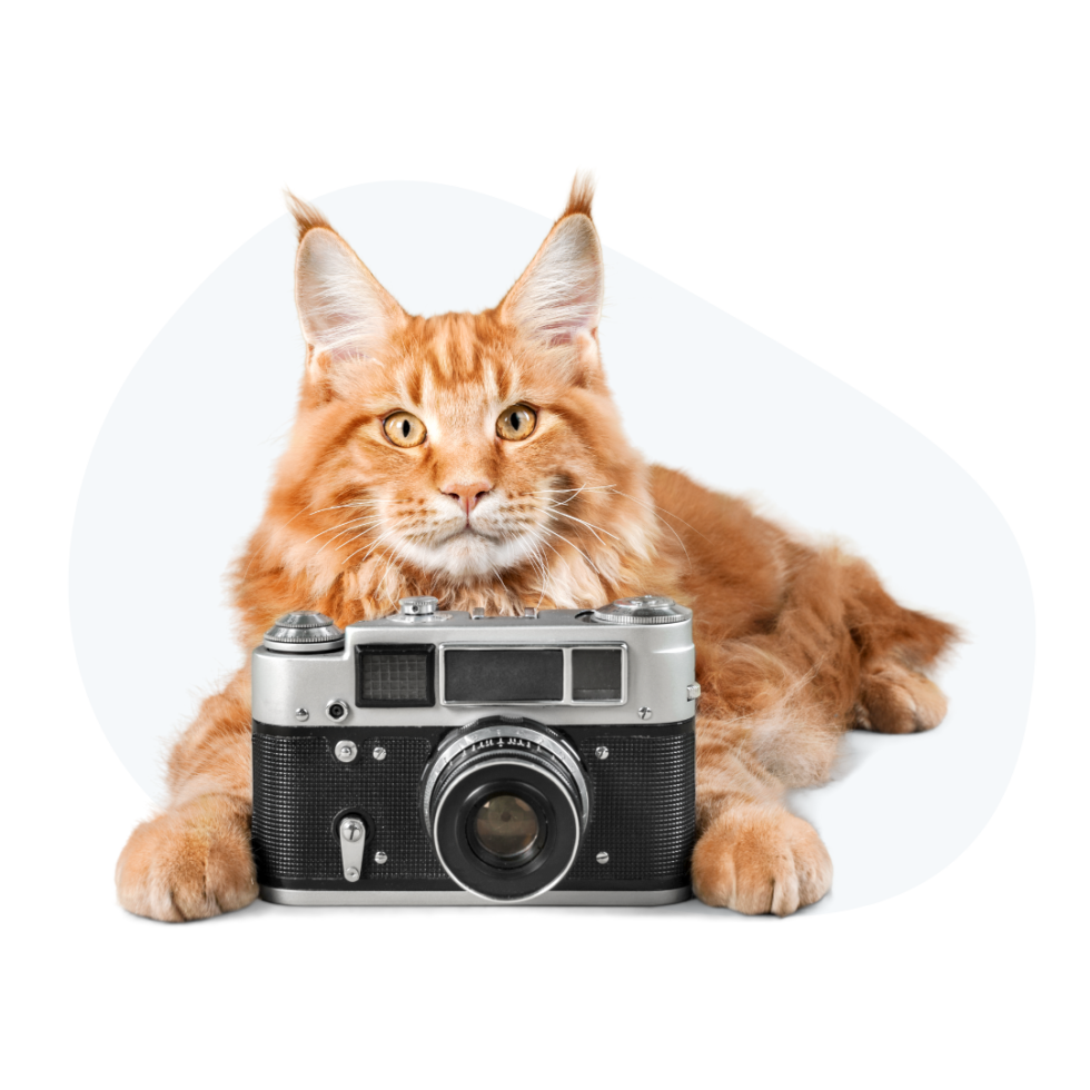 Companion Care Pet Hospital Gallery In Sanford CCPH