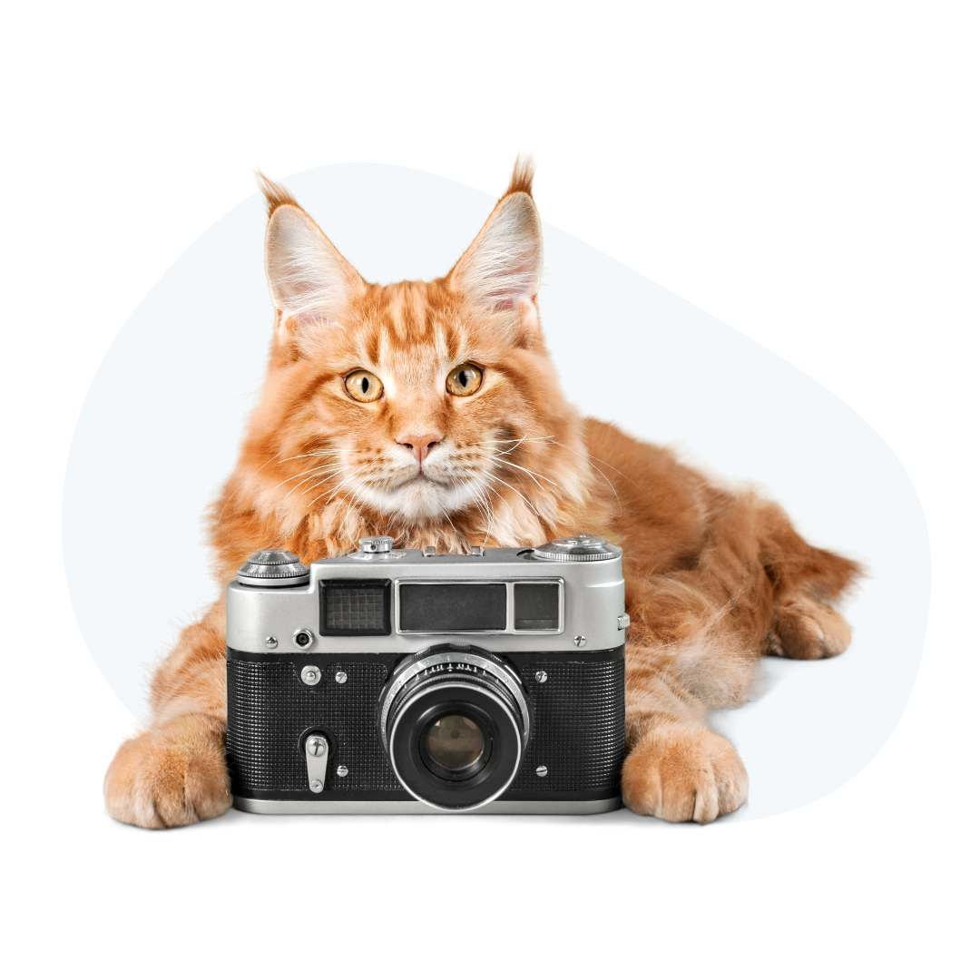 Photo Gallery - cat taking a picture