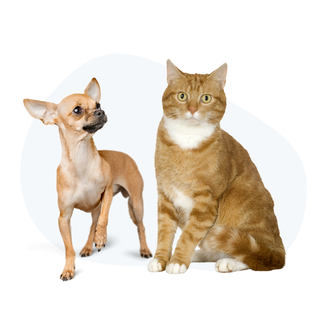 pet resources - dog and cat