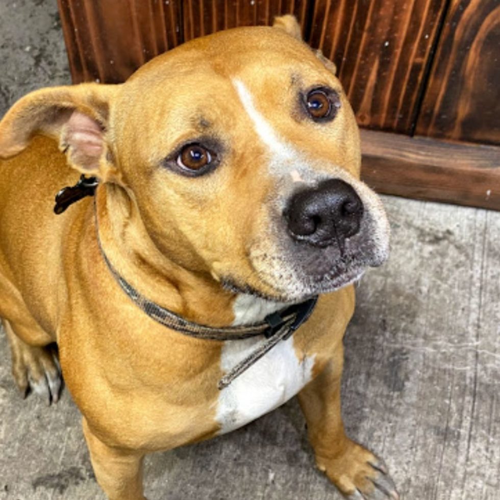 Companion Care Pet Hospital Gallery In Sanford CCPH