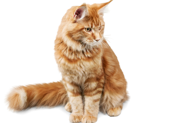 cat plan