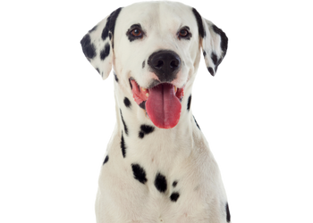 dog plan