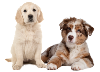 pups